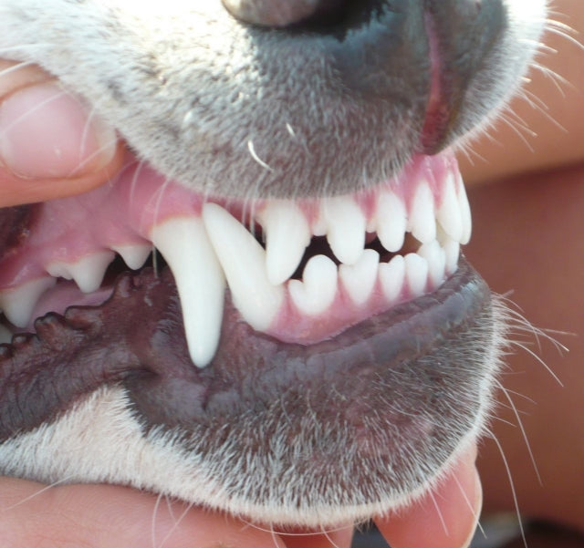 De juiste voeding voor jouw hond